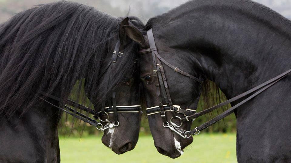 Friesian Horses